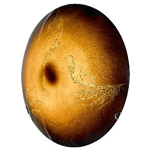 Настенно потолочный светильник Orvieto LSN-0912-01