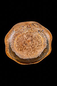 Настенный светильник LEON Magic LE3020/1W GD