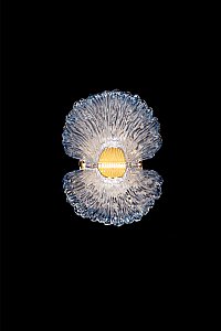 Настенный светильник LEON Jardin LE3032/1W GD/SH Blue