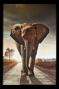 Картина настенная Teona Decor Elephant TD195