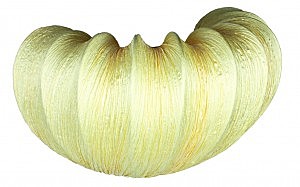 Настенное бра Guyenne OML-42201-01